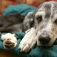 Sick dog on a green sofa