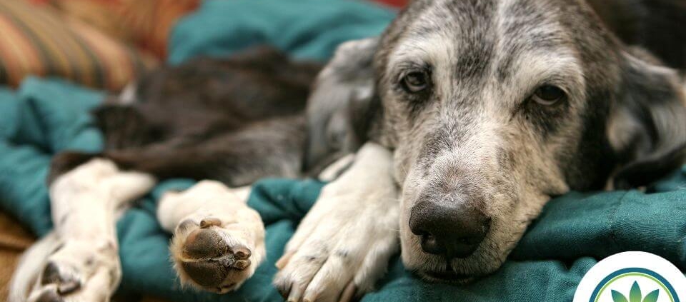 Chien malade sur un canapé vert