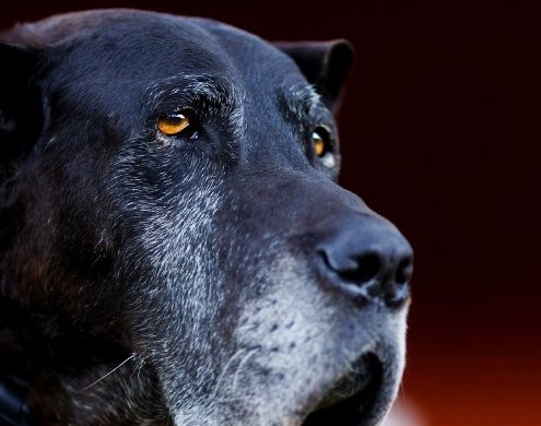 Regard de vieux chien