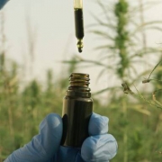 Eine behandschuhte Hand tropft CBD-Öl in eine Flasche in einem Hanffeld