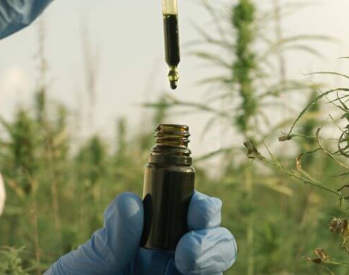 Eine behandschuhte Hand tropft CBD-Öl in eine Flasche in einem Hanffeld