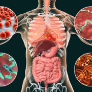 Human digestive system with various bacteria around