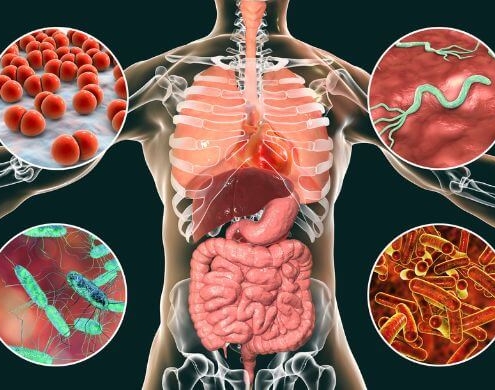 Human digestive system with various bacteria around