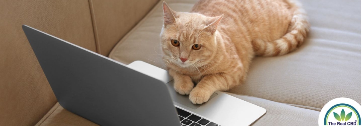 Cat working on a laptop