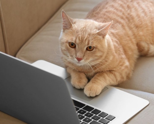 Cat working on a laptop