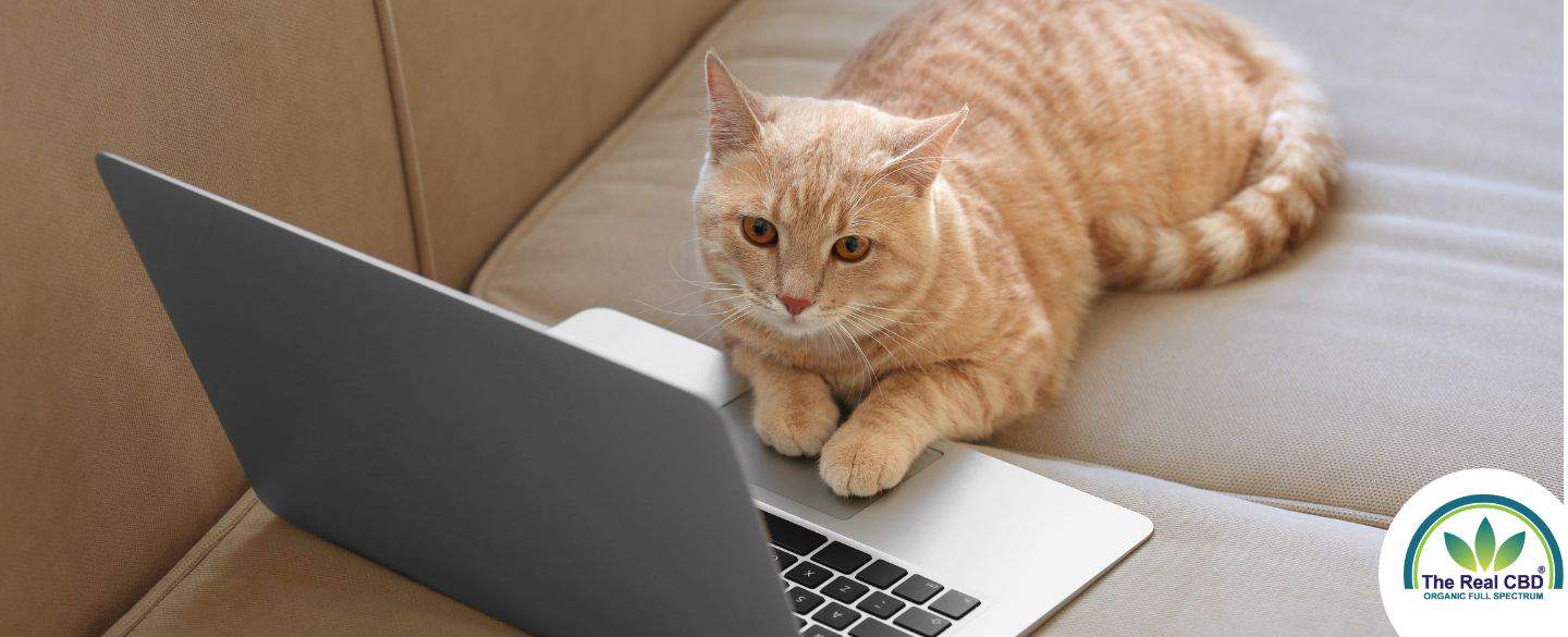 Cat working on a laptop