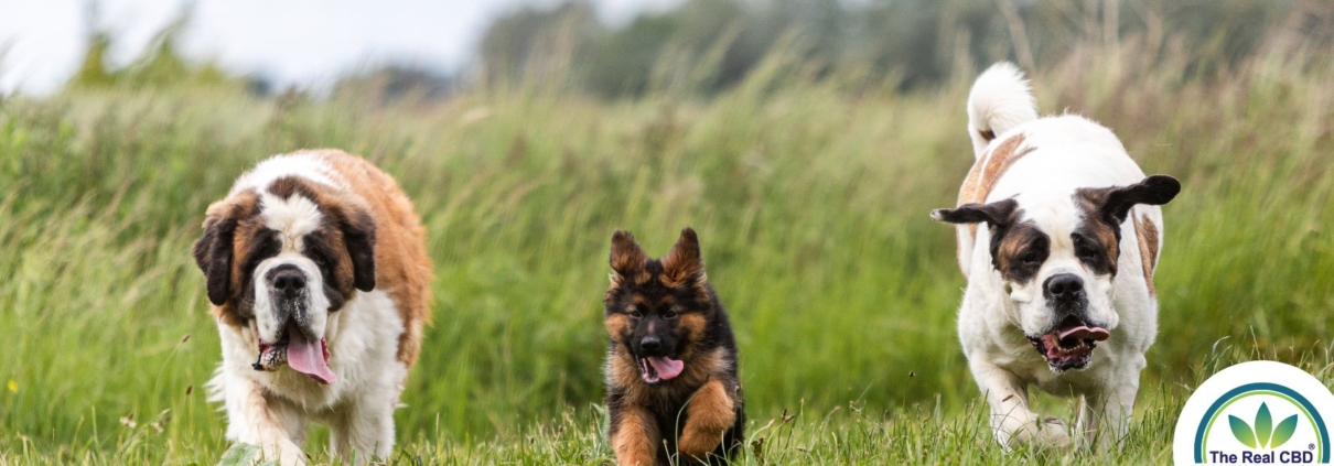 Große Hunde laufen auf einer grünen Wiese