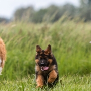 Große Hunde laufen auf einer grünen Wiese