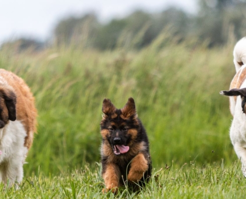 Gros chiens courant dans un champ vert