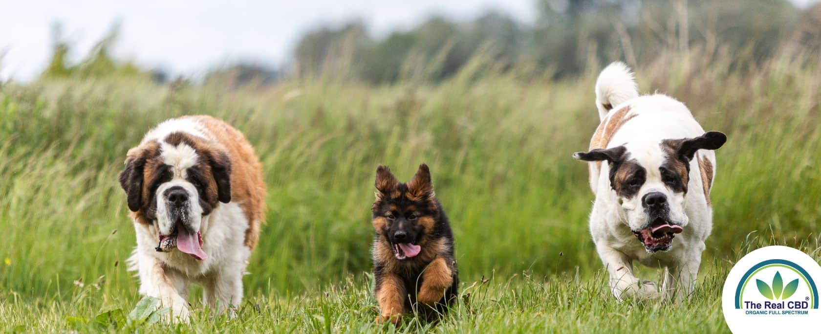 Big dogs running in a green field