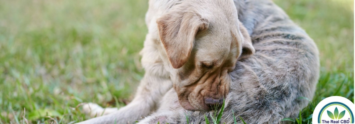 Großer Labrador juckt sich den Hintern