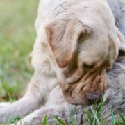 Großer Labrador juckt sich den Hintern