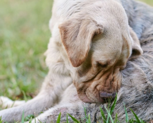 Großer Labrador juckt sich den Hintern