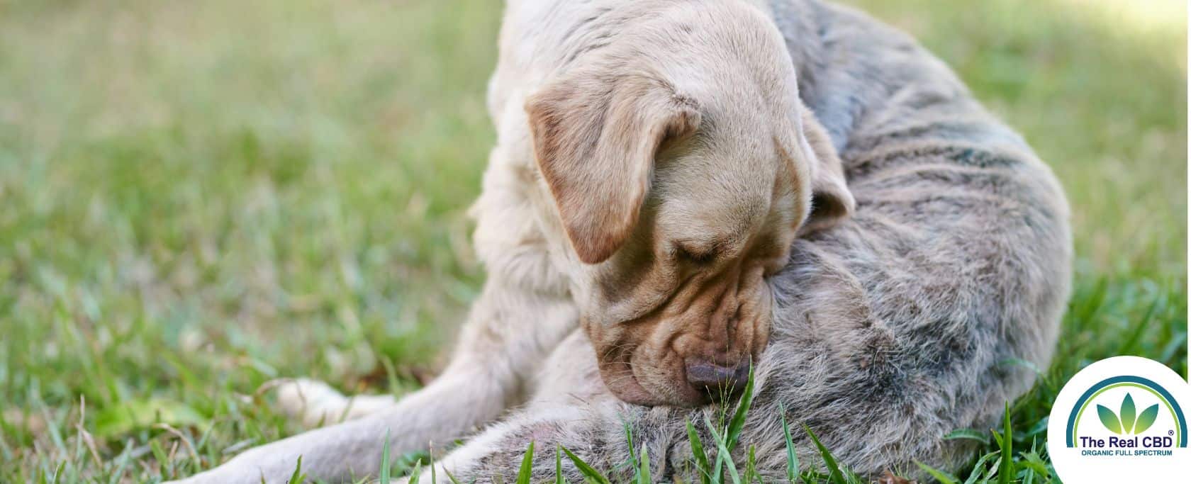 Großer Labrador juckt sich den Hintern