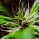 Close-up of hemp flower