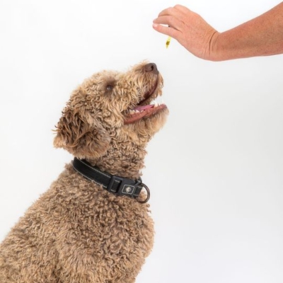 Cute dog looking at hand holding CBD tincture