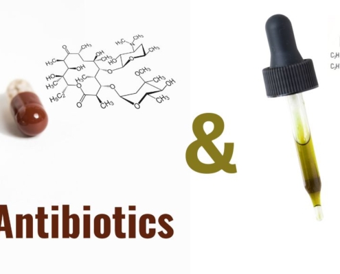 Capsules d'antibiotiques et Pipette avec de l'huile de CBD