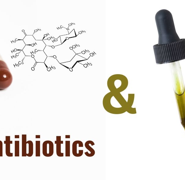 Capsules d'antibiotiques et Pipette avec de l'huile de CBD