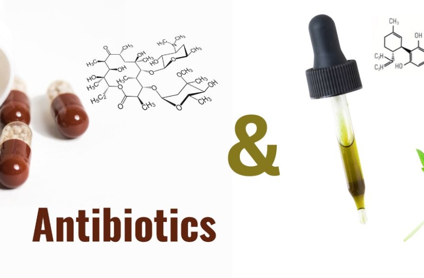 Antibiotika-Kapseln und Pipette mit CBD-Öl