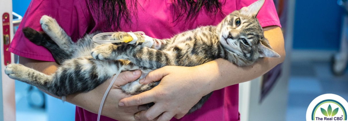 Vet holding a cat with an IV, in her arms