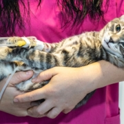 Vet holding a cat with an IV, in her arms