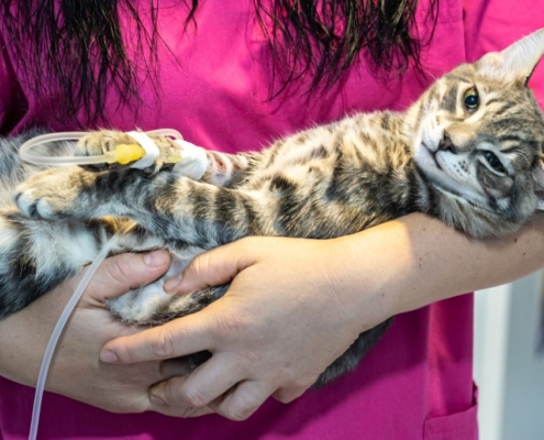 Vet holding a cat with an IV, in her arms