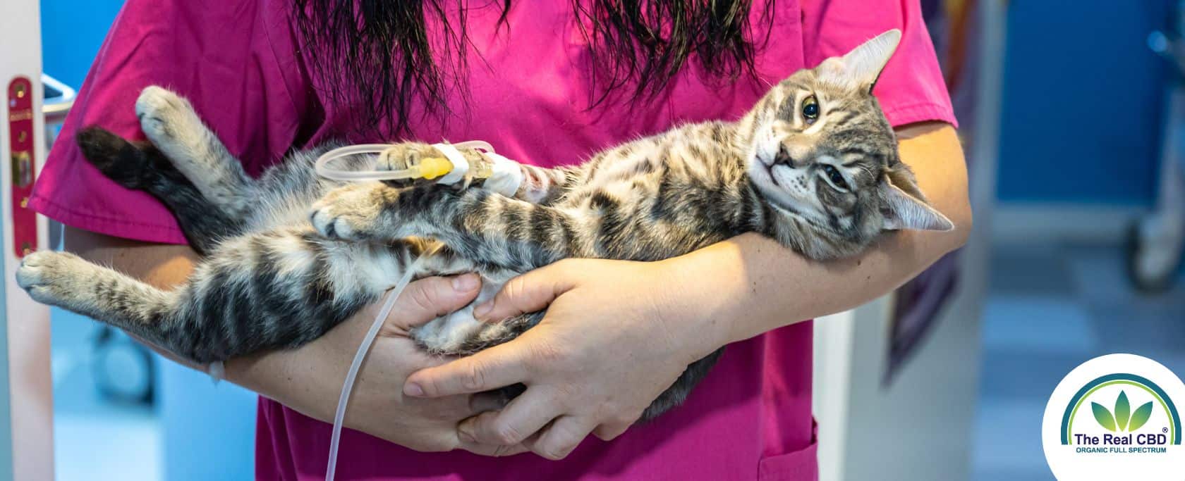 Vet holding a cat with an IV, in her arms