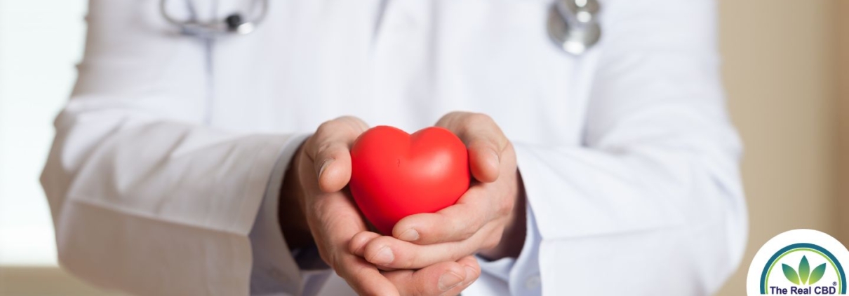 Doctor holding a red plastic heart