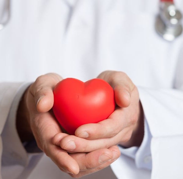 Doctor holding a red plastic heart