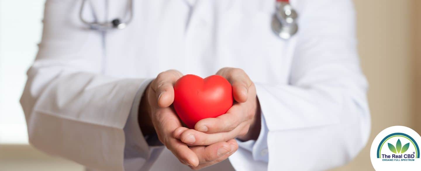 Doctor holding a red plastic heart