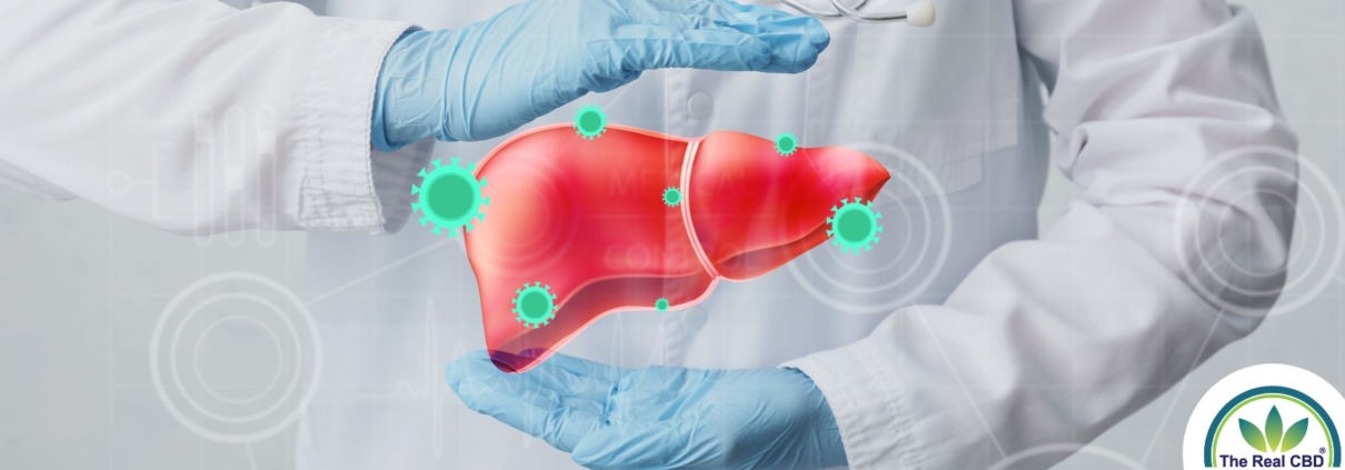 Gloved doctor framing a liver with his hands