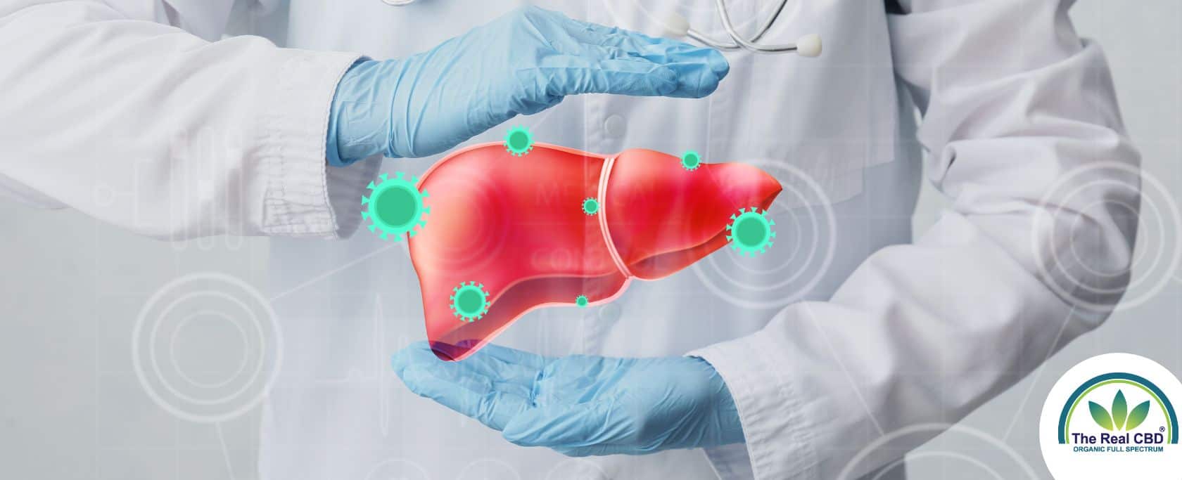 Gloved doctor framing a liver with his hands