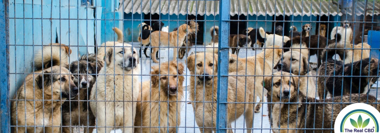 Multiple big dogs behind a fence in a kennel