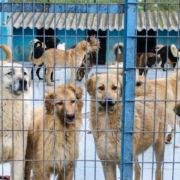 Plusieurs gros chiens derrière une clôture dans un chenil