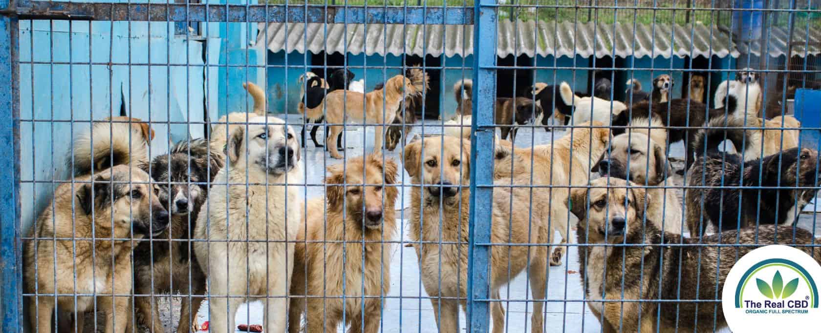 Multiple big dogs behind a fence in a kennel