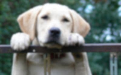 Chiot golden retriever flou, pattes sur une clôture