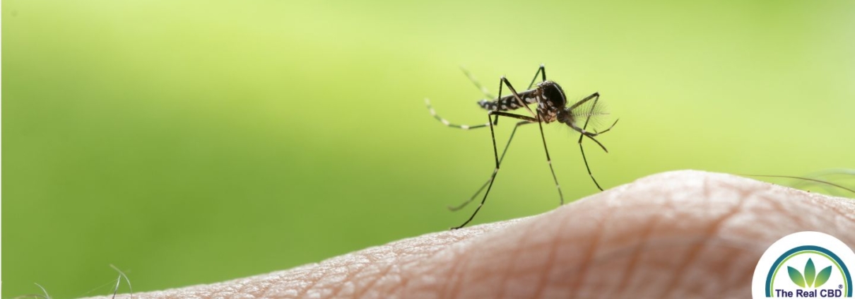 Close-up of mosquito on human skin