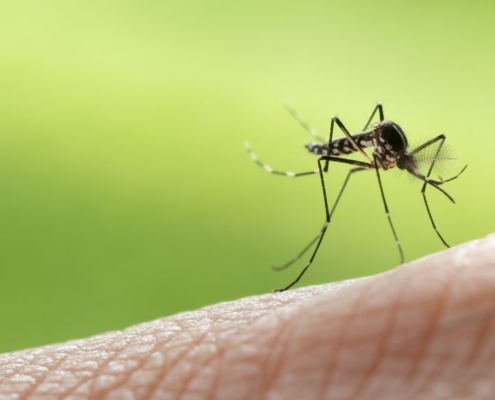 Gros plan d'un moustique sur la peau humaine