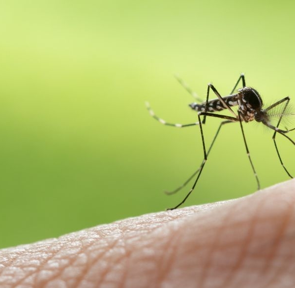 Nahaufnahme einer Stechmücke auf menschlicher Haut