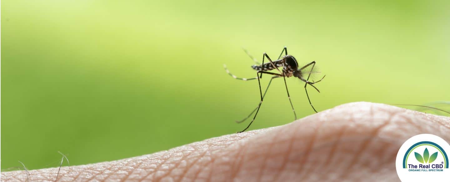 Close-up of mosquito on human skin