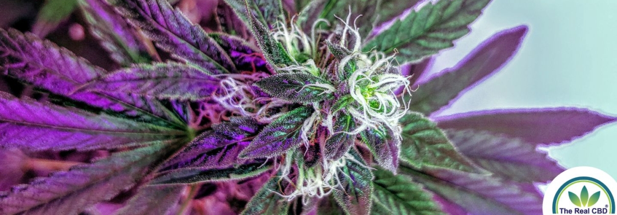 Purple marijuana plant