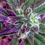 Plante de marijuana violette