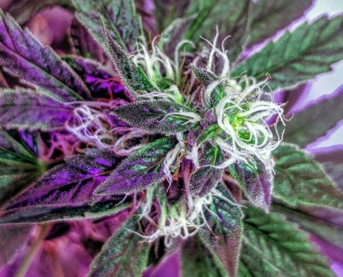 Purple marijuana plant