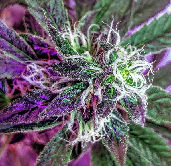 Purple marijuana plant