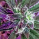 Purple marijuana plant