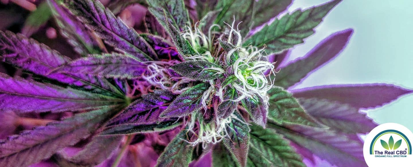 Purple marijuana plant