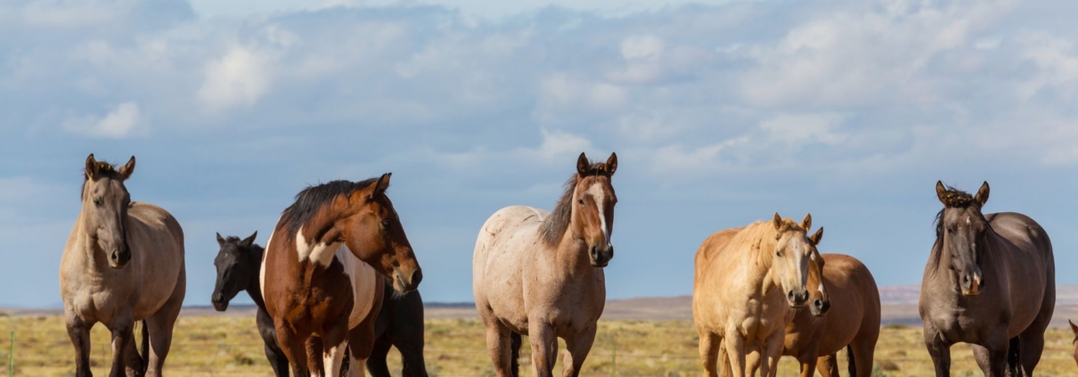 Chevaux dans un champ