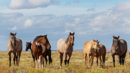 Chevaux dans un champ