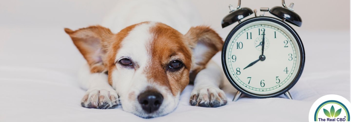 Schläfriger Hund neben einem Wecker liegend