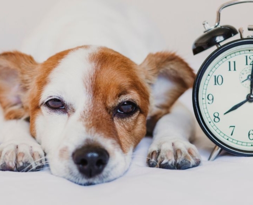 Sleepy dog laying next to an alarm clock